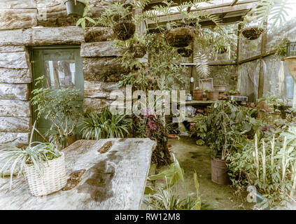 L'intérieur d'une vieille maison verte rustique avec des plantes en pot Banque D'Images