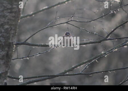 Chaffinch commun fringilla coelebs British Garden Bird, Royaume-Uni Banque D'Images