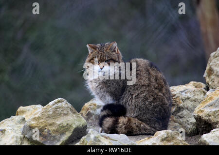 Un chat sauvage écossais à Port Lympne Wild Animal réserver dans le Kent. Banque D'Images