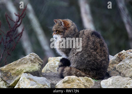 Un chat sauvage écossais à Port Lympne Wild Animal réserver dans le Kent. Banque D'Images