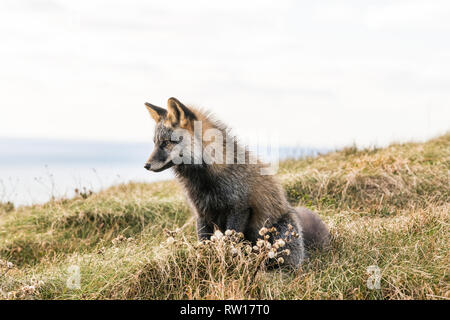 Les jeunes red fox, melanistic couleur, la chasse pour la nourriture au cap St. Mary's, Terre-Neuve, Canada Banque D'Images