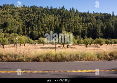 Belle voiture de l'autoroute Healdsburg (Comté de Sonoma) à Ft. Bragg, Californie sur la côte de Mendocino, Californie, USA. Banque D'Images