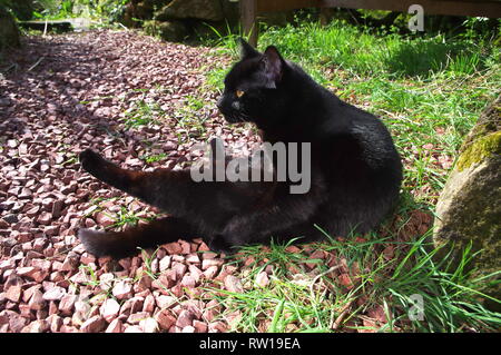 Black Cat licking fourrure sur chemin de jardin Banque D'Images