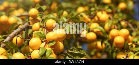 Jaune mûre mirabelles sur ;eaves couverts des branches d'arbre. (Prunus domestica syriaca) grande bannière. Banque D'Images