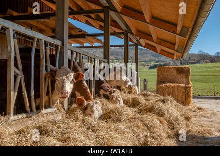 Les vaches sont debout dans la grange couverte et de manger la paille séchée avec un pré avec de l'herbe verte à l'arrière-plan. Banque D'Images