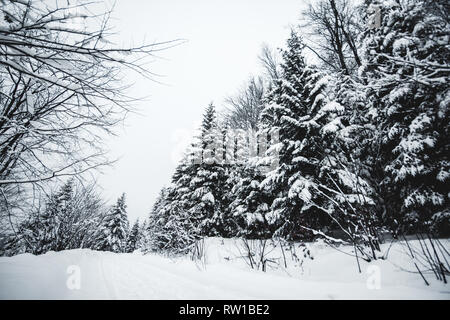 Route dans les Carpates couvertes de neige entre les sapins Banque D'Images