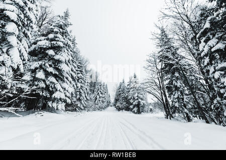 Route dans les Carpates couvertes de neige entre les sapins Banque D'Images