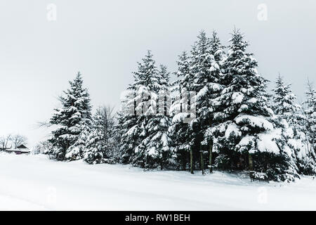 Route dans les Carpates couvertes de neige entre les sapins Banque D'Images