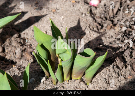 Groupe de feuilles de tulipes Banque D'Images