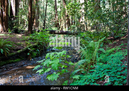 Petit cours d'eau sur une journée ensoleillée à Muir Woods, California Banque D'Images