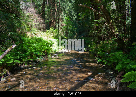 Petit cours d'eau sur une journée ensoleillée à Muir Woods, California Banque D'Images