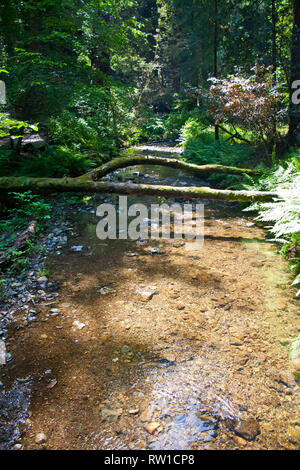 Petit cours d'eau sur une journée ensoleillée à Muir Woods, California Banque D'Images