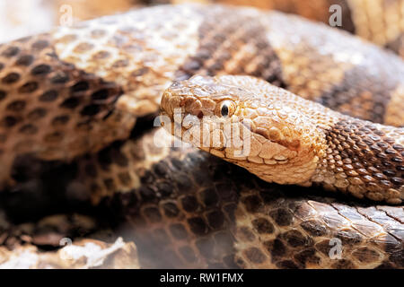 Le Nord, Agkistrodon contortrix Copperhead est un pit viper trouvés dans l'Est de l'Amérique du Nord Banque D'Images