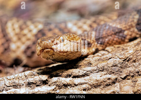 Le Nord, Agkistrodon contortrix Copperhead est un pit viper trouvés dans l'Est de l'Amérique du Nord Banque D'Images