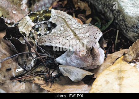 Gaboon Viper gobonica Bitis est originaire des forêts tropicales et les savanes de l'Afrique sub-saharienne dans l'ouest de l'Afrique Centrale Banque D'Images