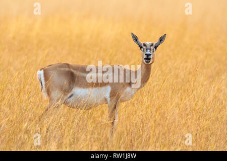 Blackbuck, femme, Antilope cervicapra , Parc National, Velavadar Blackbuck, Gujarat, Inde. Banque D'Images