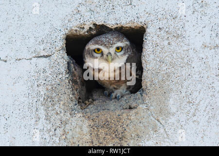 Spotted owlet, Athene brama, Parc National, Velavadar Blackbuck, Gujarat, Inde. Banque D'Images