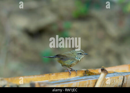 Fauvette aberrante, Horornis flavolivaceus, Sattal Nainital Uttarakhand,,, l'Inde. Banque D'Images