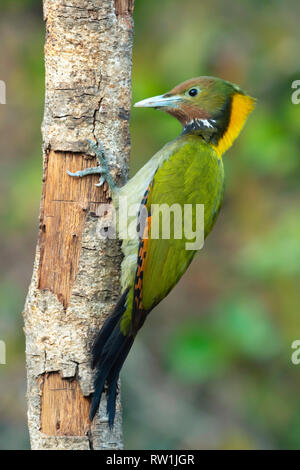 Plus yellownape Chrysophlegma flavinucha, Sattal, Nainital, Inde, Uttarakhand,. Banque D'Images