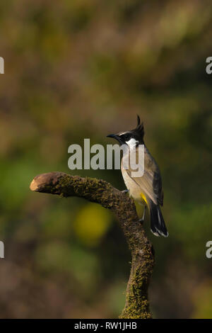 Bulbul Pycnonotus leucogenys, Himalaya, Sattal, Nainital Uttarakhand, Inde. Banque D'Images