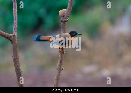 Sibia Heterophasia capistrata, roux, Sattal Nainital Uttarakhand,,, l'Inde. Banque D'Images