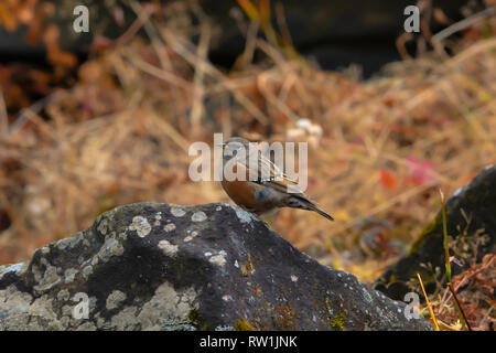 Alpine accentor Prunella collaris, Kedarnath, Wildlife Sanctuary, Chopta, Uttarakhand, Inde. Banque D'Images