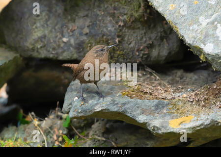 Le troglodyte mignon, Troglodytes hiemalis, Kedarnath Wildlife Sanctuary, Chopta, Uttarakhand, Inde. Banque D'Images