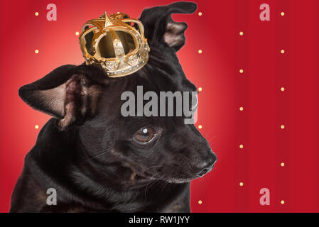 Chihuahua chien avec une couronne Banque D'Images