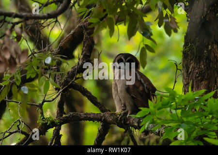 Brown Owl Strix leptogrammica, bois, Sattal Nainital, Inde, Uttarakhand,. Banque D'Images