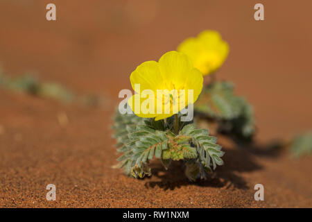 Petit Caltrops - Tribulus terrestris, belle petite plante aux fleurs jaunes largement distribué dans le monde, le désert de Namib, Sossusvlei, Namibie Banque D'Images