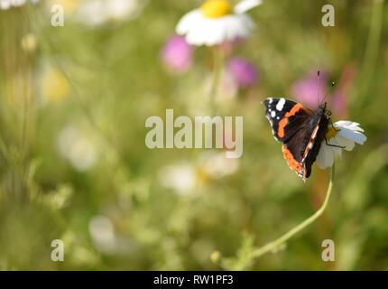 L'amiral rouge se nourrissent d'une marguerite de fleurs sauvages Banque D'Images