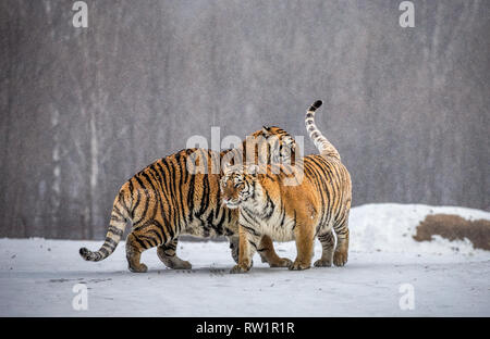 Deux tigres de Sibérie jouer les uns avec les autres dans une clairière enneigée. La Chine. Harbin. Mudanjiang province. Hengdaohezi park. Siberian Tiger Park. L'hiver. Banque D'Images