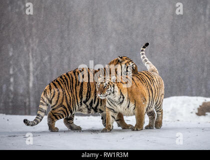 Deux tigres de Sibérie jouer les uns avec les autres dans une clairière enneigée. La Chine. Harbin. Mudanjiang province. Hengdaohezi park. Siberian Tiger Park. L'hiver. Banque D'Images