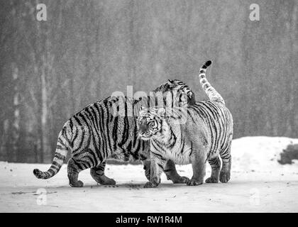 Deux tigres de Sibérie jouer les uns avec les autres dans une clairière enneigée. Noir et blanc. La Chine. Harbin. Mudanjiang province. Hengdaohezi park. Siberian Tiger Park. Banque D'Images