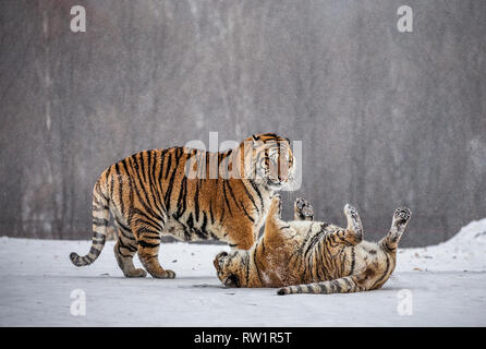 Deux tigres de Sibérie jouer les uns avec les autres dans une clairière enneigée. La Chine. Harbin. Mudanjiang province. Hengdaohezi park. Siberian Tiger Park. L'hiver. Banque D'Images