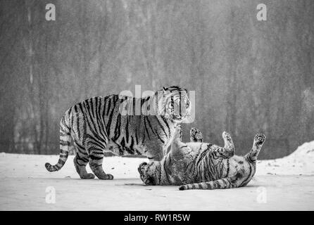 Deux tigres de Sibérie jouer les uns avec les autres dans une clairière enneigée. Noir et blanc. La Chine. Harbin. Mudanjiang province. Hengdaohezi park. Siberian Tiger Park. Banque D'Images