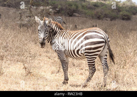 Nakuru, vallée du Rift, au Kenya. 3e Mar, 2019. Un zèbre est considérée le pâturage dans le Parc National de Nakuru de lac dans une journée qui a été célébrée la Journée mondiale de la faune. Credit : James/Wakibia SOPA Images/ZUMA/Alamy Fil Live News Banque D'Images