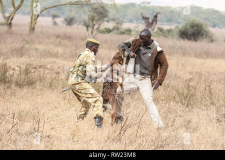 Nakuru, vallée du Rift, au Kenya. 3e Mar, 2019. Les gestionnaires canins montrer comment un chien renifleur anti braconnage peut localiser un braconnier au cours de cette année, les célébrations de la Journée mondiale de la faune s'est tenue au Parc National du lac Nakuru. Credit : James/Wakibia SOPA Images/ZUMA/Alamy Fil Live News Banque D'Images