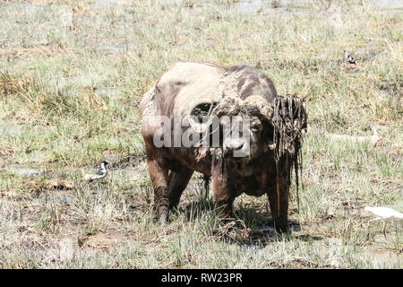 Nakuru, vallée du Rift, au Kenya. 3e Mar, 2019. Une boue se vautrer buffalo est vu le pâturage dans le Parc National de Nakuru de lac dans une journée qui a été célébrée la Journée mondiale de la faune. Credit : James/Wakibia SOPA Images/ZUMA/Alamy Fil Live News Banque D'Images