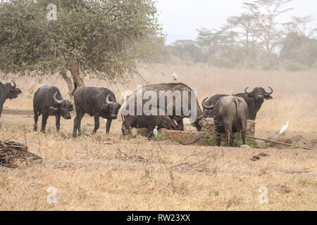 Nakuru, vallée du Rift, au Kenya. 3e Mar, 2019. Les buffles sont vus à l'eau dans le Parc National de Nakuru de lac au cours de cette année, les célébrations de la Journée mondiale de la vie sauvage. Credit : James/Wakibia SOPA Images/ZUMA/Alamy Fil Live News Banque D'Images