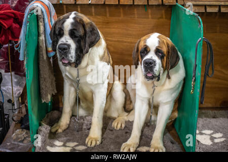 Deux Saint Bernard (Canis lupus familiaris) les chiens s'asseoir ensemble à la plume au dog show, Édimbourg, Écosse Banque D'Images