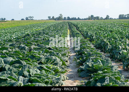 Donnant sur des rangées de choux plantés (Brassica oleracea var. sabauda L.) et le chou-fleur (Brassica oleracea) plantés dans le champ, Sieradz, Voi Łódź Banque D'Images