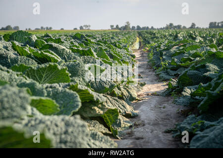 Donnant sur des rangées de choux plantés (Brassica oleracea var. sabauda L.) et le chou-fleur (Brassica oleracea) plantés dans le champ, Sieradz, Voi Łódź Banque D'Images