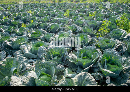 Donnant sur des rangées de choux plantés (Brassica oleracea var. sabauda L.) plantés dans le champ, dans la voïvodie de Łódź, Sieradz, Pologne Banque D'Images