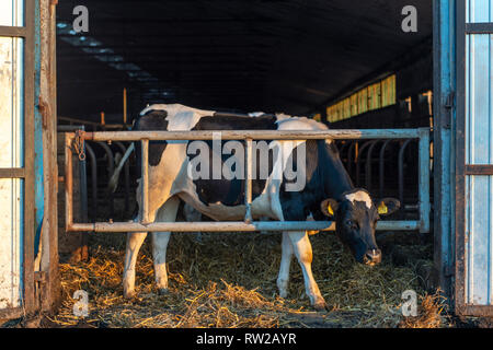 Il bâtons vache Holstein grâce à la tête porte de grange, Broniewo, voïvodie de Cujavie-Poméranie, Pologne Banque D'Images