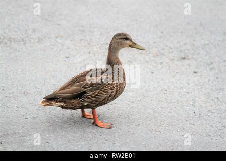 Brown duck sur gravier Banque D'Images