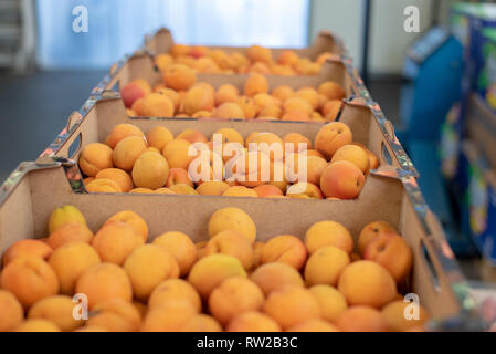 Les cases d'une ligne pleine d'abricots mûrs (Prunus armeniaca) prêts à être vendus au marché de gros de l'Bronisze - l'un des plus grands fruits et légumes Banque D'Images