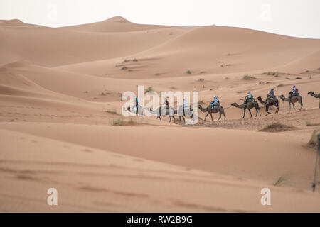 Ligne de voyageurs sur Camel parmi les dunes de l'Erg Chabbi, Merzouga, Maroc Sahara Banque D'Images