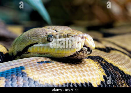 Python Python réticulé, reticutatus s une espèce de python trouvés en Asie du Sud et en Asie du sud-est Banque D'Images