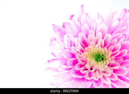 Fleur de chrysanthème Rose Gros plan sur fond blanc, profondeur de champ Banque D'Images